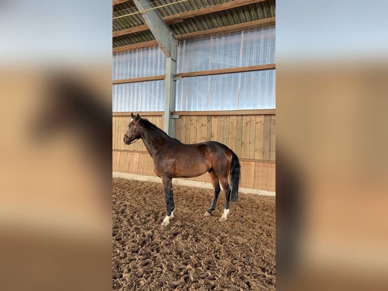 Koń westfalski Wałach 5 lat 170 cm Ciemnogniada in Berlin