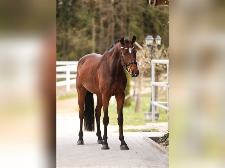 Koń westfalski Wałach 5 lat 170 cm Gniada in Bodenkirchen