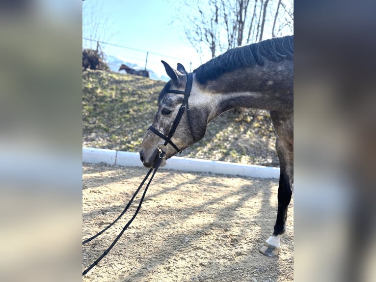 Koń westfalski Wałach 5 lat 170 cm Kasztanowatodereszowata in Kitzbühel