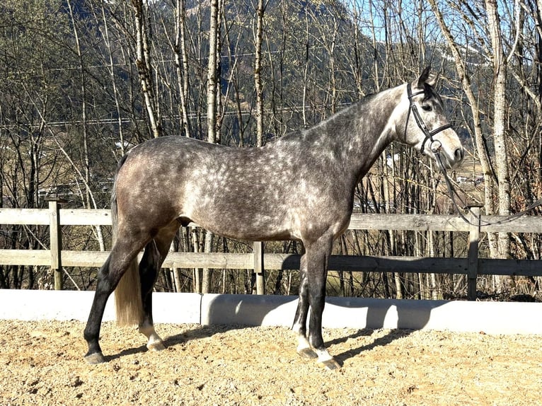 Koń westfalski Wałach 5 lat 170 cm Kasztanowatodereszowata in Kitzbühel