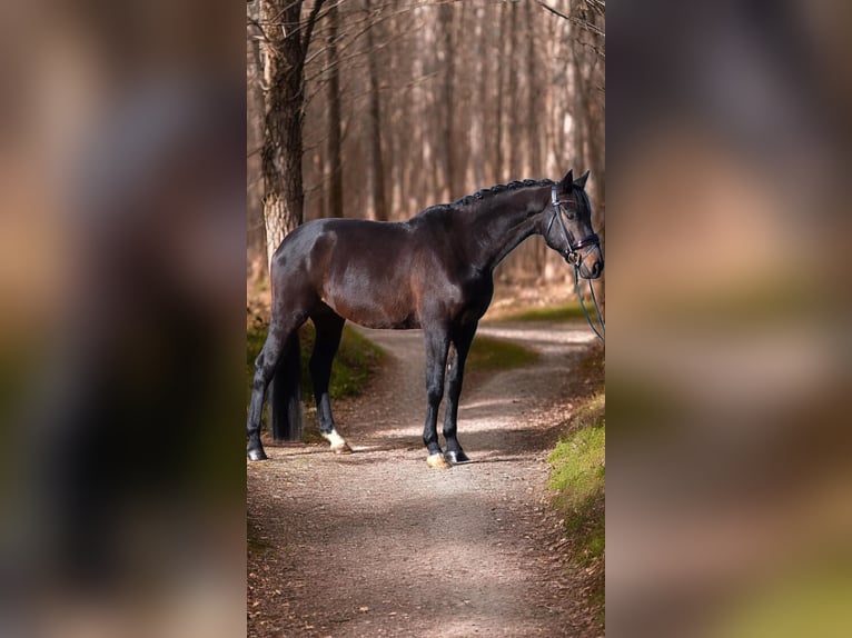 Koń westfalski Wałach 5 lat 170 cm  in Warendorf