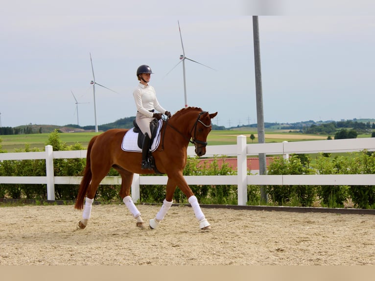 Koń westfalski Wałach 5 lat 171 cm Kasztanowata in Brilon
