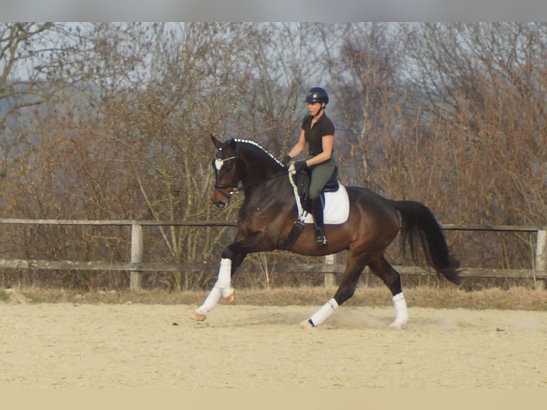 Koń westfalski Wałach 5 lat 171 cm Skarogniada in Iserlohn