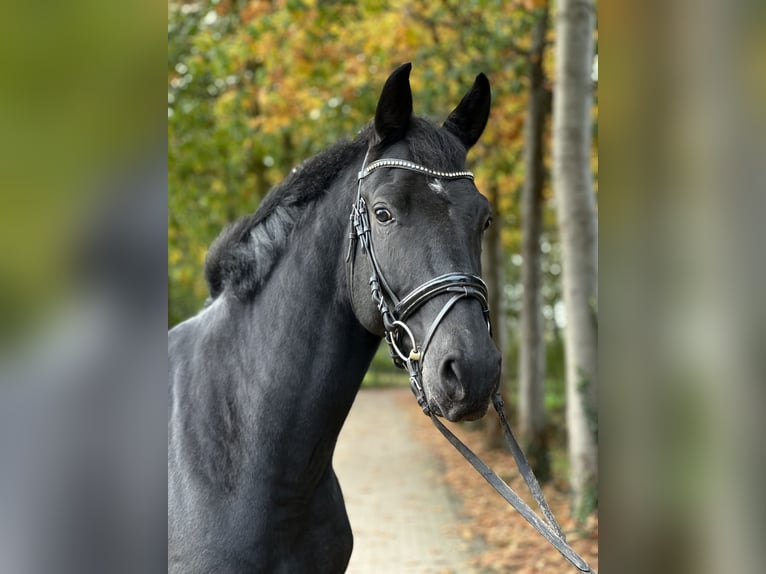 Koń westfalski Wałach 5 lat 172 cm Kara in Rees