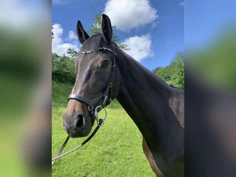 Koń westfalski Wałach 5 lat 172 cm Skarogniada in Barntrup