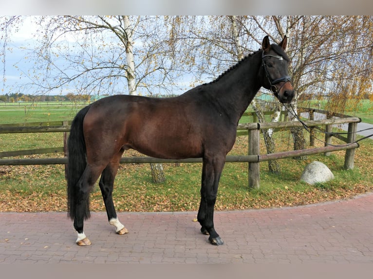 Koń westfalski Wałach 5 lat 173 cm Ciemnogniada in Wedemark