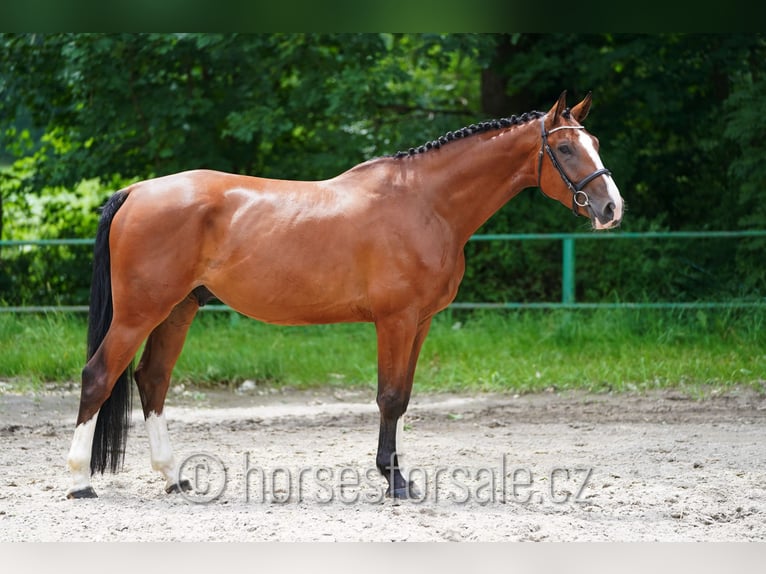 Koń westfalski Wałach 5 lat 173 cm Gniada in Ceske Budejovice