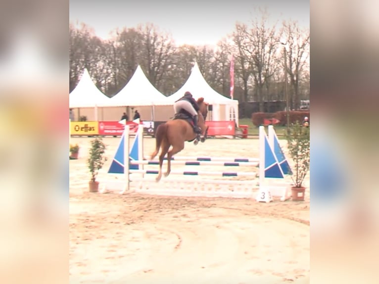 Koń westfalski Wałach 5 lat 174 cm Kasztanowata in Nordkirchen