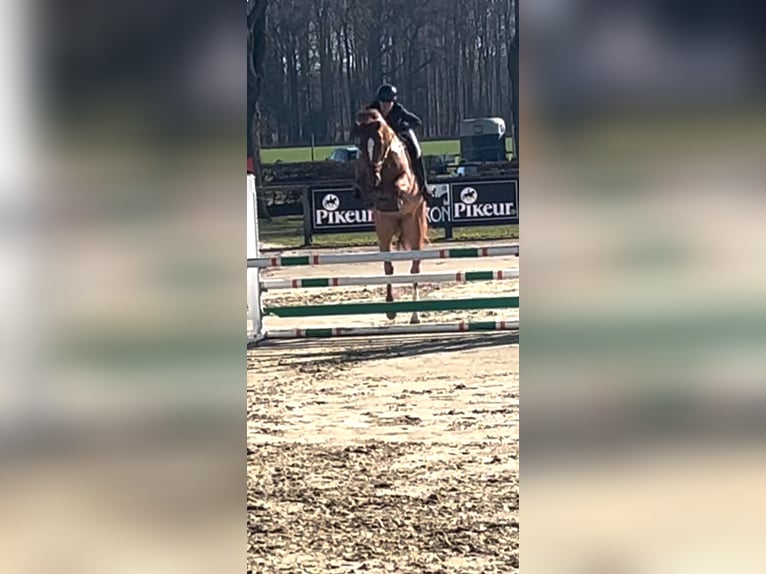 Koń westfalski Wałach 5 lat 174 cm Kasztanowata in Nordkirchen