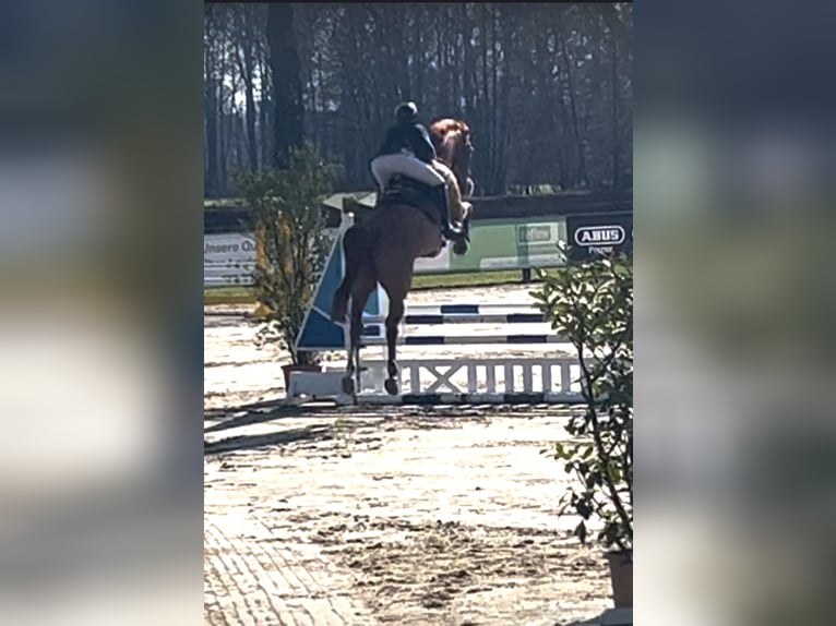 Koń westfalski Wałach 5 lat 174 cm Kasztanowata in Nordkirchen