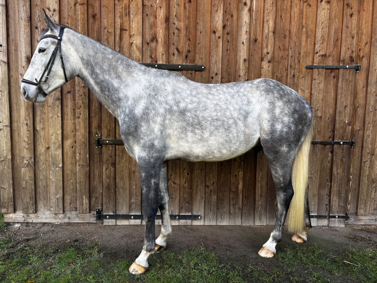 Koń westfalski Wałach 5 lat 174 cm Siwa jabłkowita in Twist Koń westfalski Wałach 5 lat 174 cm Siwa jabłkowita in Twist