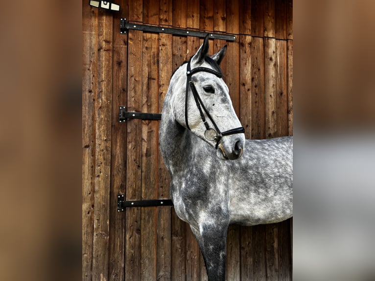 Koń westfalski Wałach 5 lat 174 cm Siwa jabłkowita in Twist Koń westfalski Wałach 5 lat 174 cm Siwa jabłkowita in Twist