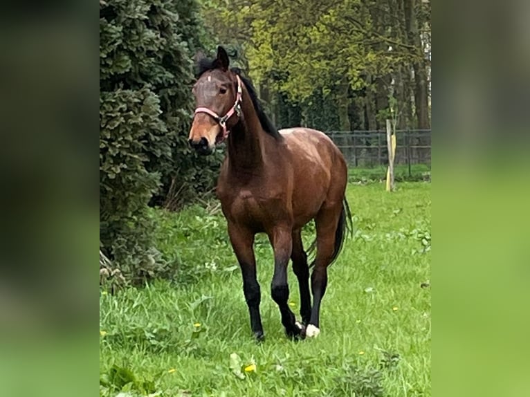 Koń westfalski Wałach 5 lat 175 cm Gniada in Heiden Koń westfalski Wałach 5 lat 175 cm Gniada in Heiden