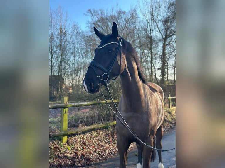 Koń westfalski Wałach 5 lat 175 cm Kara in Dorsten
