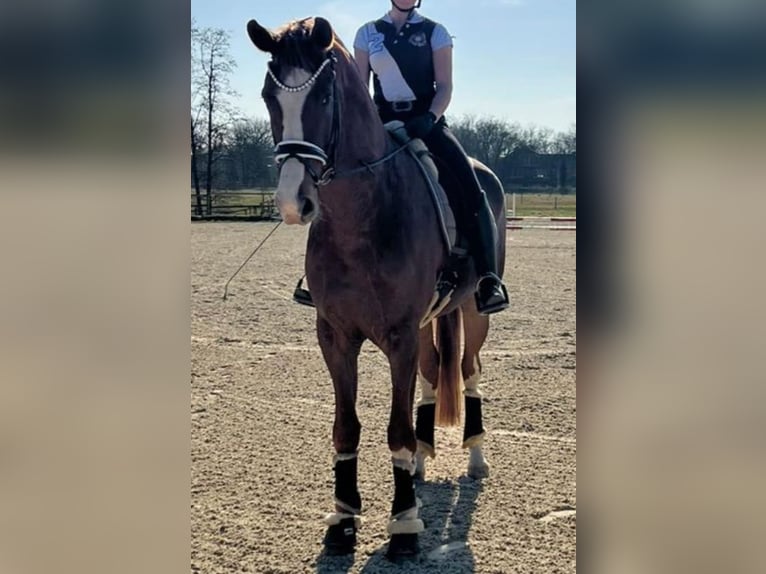 Koń westfalski Wałach 5 lat 175 cm Kasztanowata in Münster