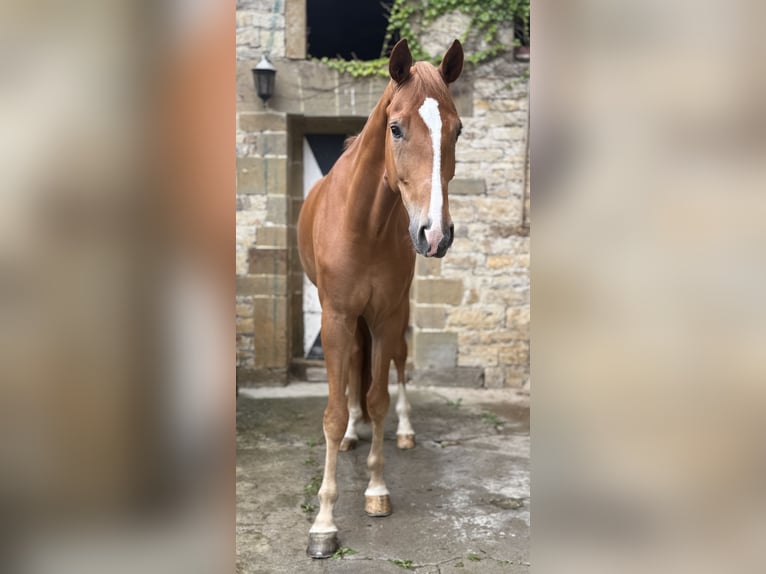 Koń westfalski Wałach 5 lat 175 cm in B&#xFC;ren