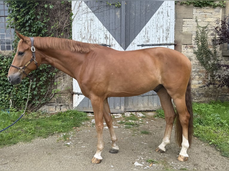 Koń westfalski Wałach 5 lat 175 cm in B&#xFC;ren