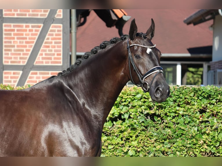Koń westfalski Wałach 5 lat 175 cm Skarogniada in Nottuln