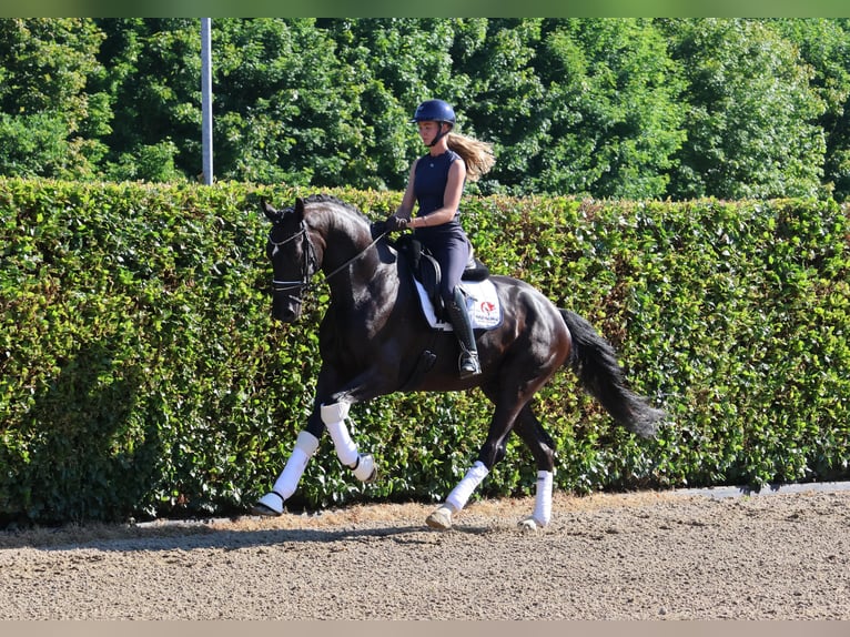 Koń westfalski Wałach 5 lat 175 cm Skarogniada in Nottuln