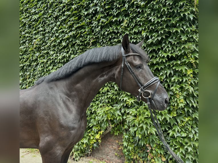 Koń westfalski Wałach 5 lat 176 cm Kara in Rees