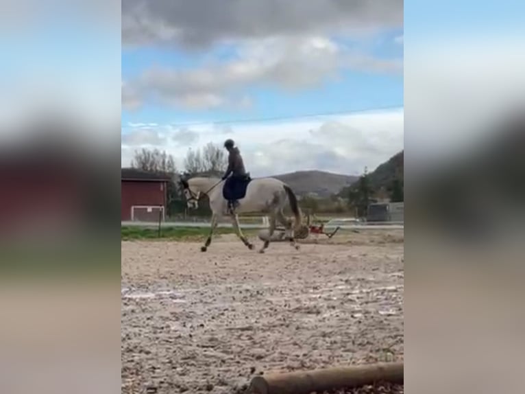 Koń westfalski Wałach 5 lat 176 cm Siwa jabłkowita in Berkatal