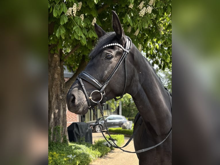 Koń westfalski Wałach 5 lat 178 cm Kara in Hamm
