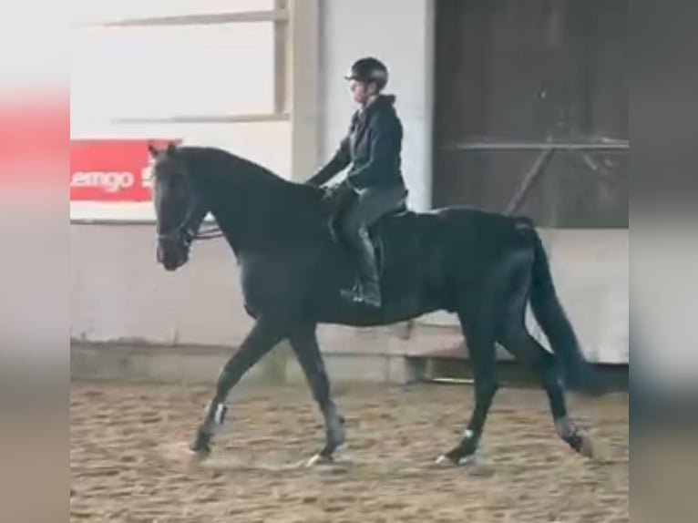 Koń westfalski Wałach 5 lat 178 cm Kara in Leopoldshöhe