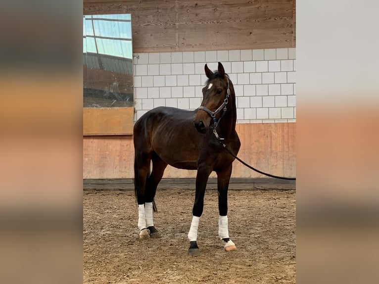 Koń westfalski Wałach 5 lat 178 cm in Paderborn
