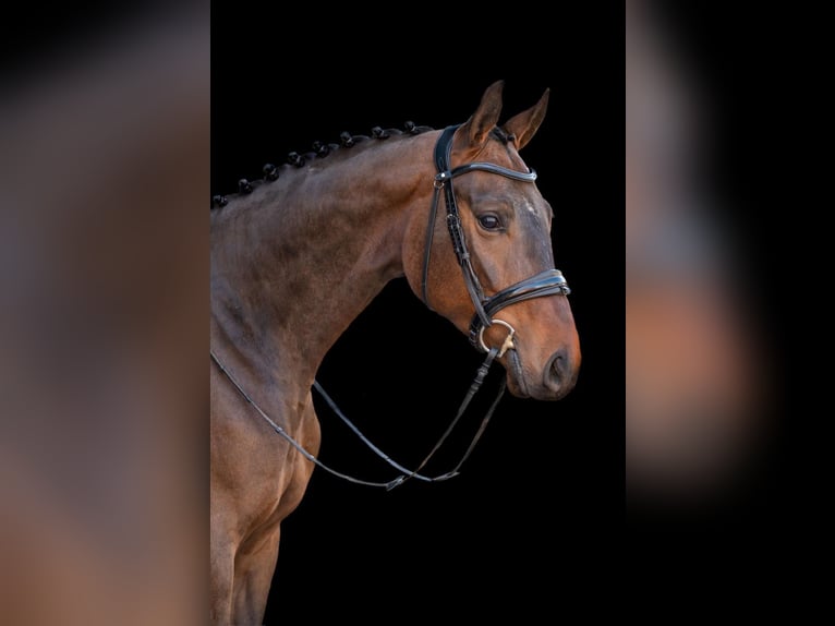 Koń westfalski Wałach 5 lat 179 cm Skarogniada in NordhornNordhorn