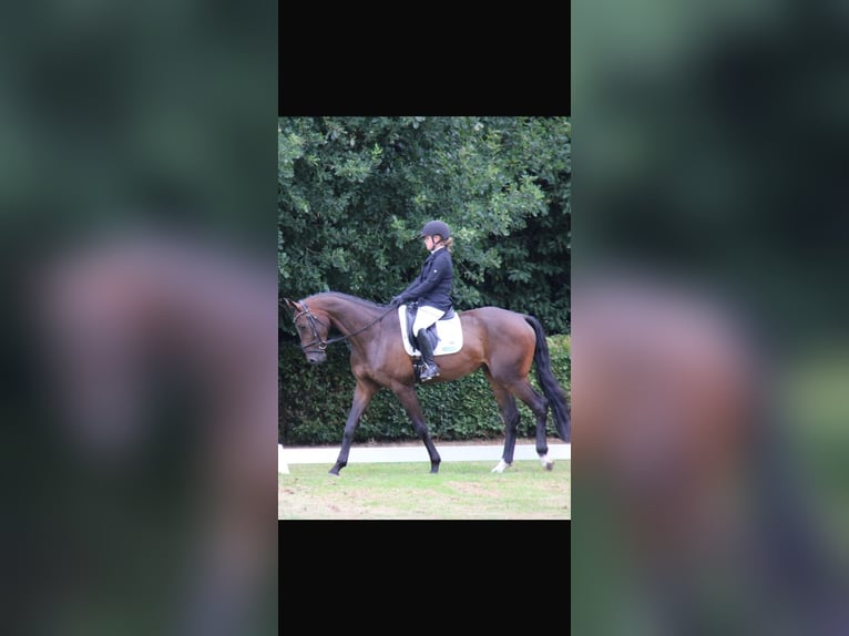 Koń westfalski Wałach 5 lat 179 cm Skarogniada in NordhornNordhorn