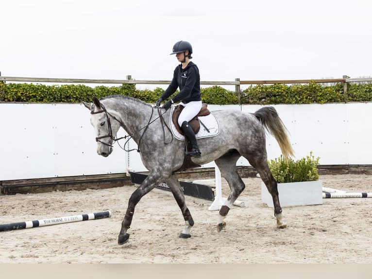 Koń westfalski Wałach 5 lat 180 cm  in Waddinxveen
