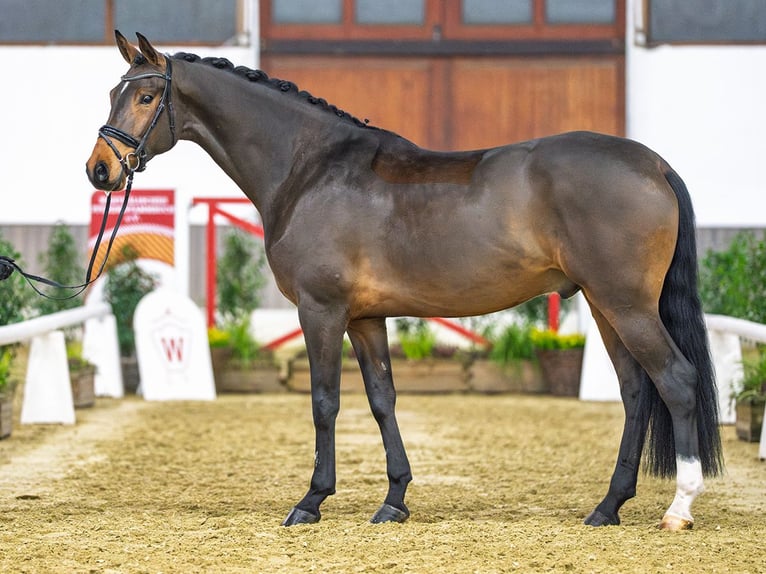 Koń westfalski Wałach 5 lat Gniada in Münster-Handorf