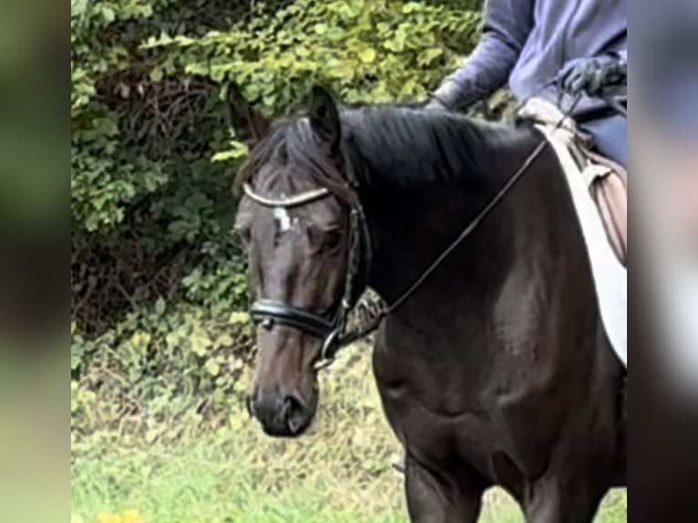 Koń westfalski Wałach 6 lat 163 cm Ciemnogniada in Schenklengsfeld