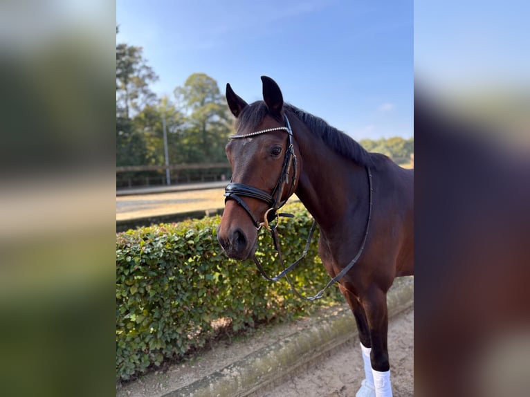 Koń westfalski Wałach 6 lat 164 cm Ciemnogniada in Reken