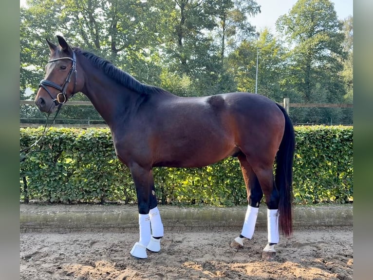 Koń westfalski Wałach 6 lat 164 cm Ciemnogniada in Reken