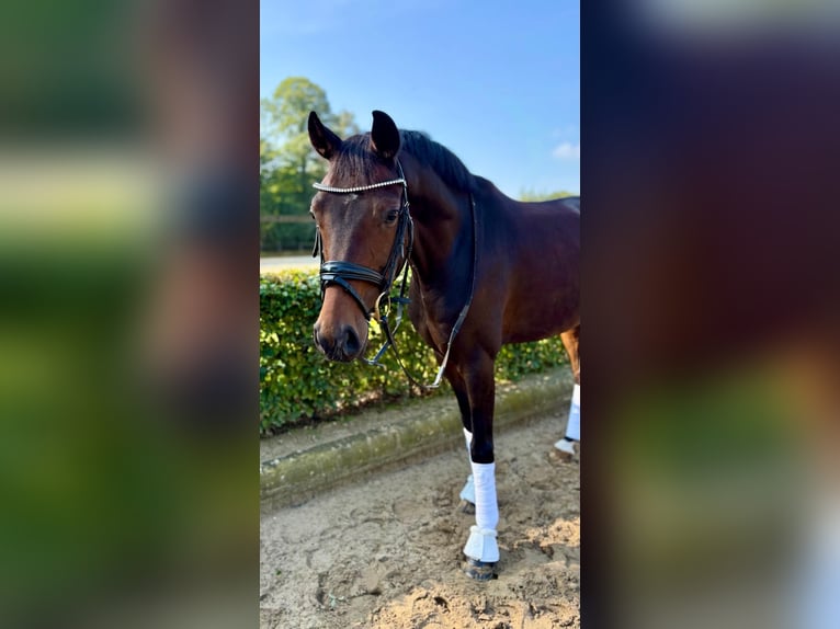 Koń westfalski Wałach 6 lat 164 cm Ciemnogniada in Reken
