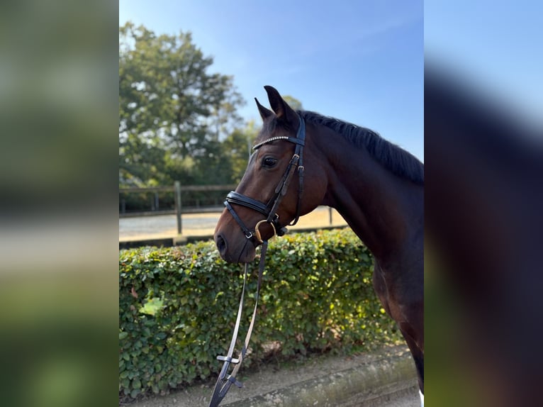 Koń westfalski Wałach 6 lat 164 cm Ciemnogniada in Reken