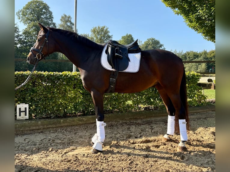Koń westfalski Wałach 6 lat 164 cm Ciemnogniada in Reken