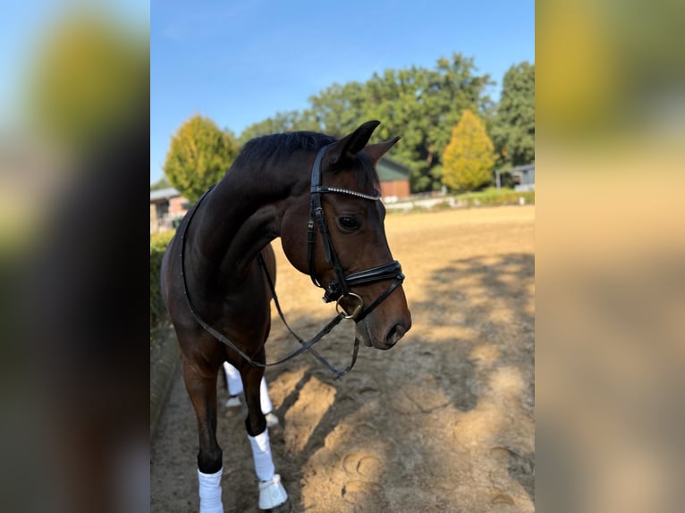 Koń westfalski Wałach 6 lat 164 cm Ciemnogniada in Reken