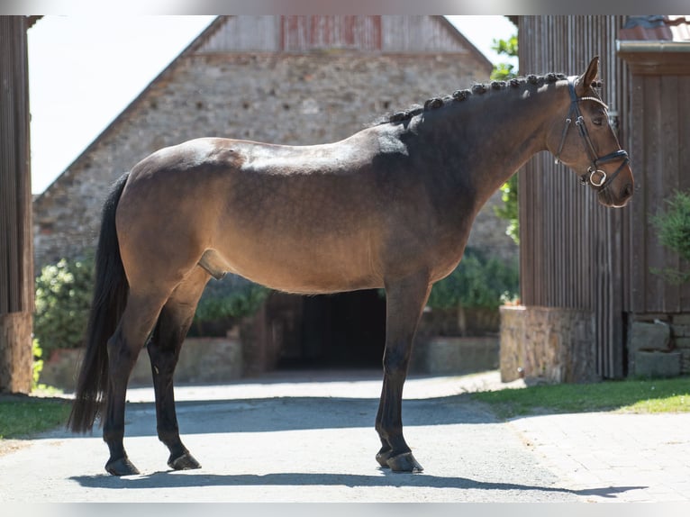 Koń westfalski Wałach 6 lat 165 cm Ciemnogniada in Bramsche