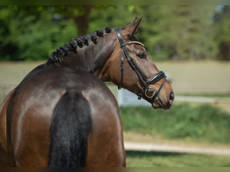 Koń westfalski Wałach 6 lat 165 cm Ciemnogniada in Bramsche