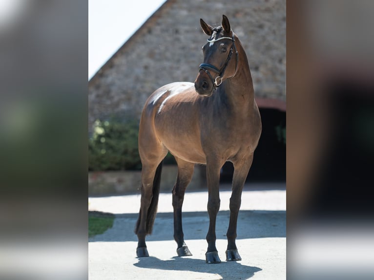 Koń westfalski Wałach 6 lat 165 cm Ciemnogniada in Bramsche