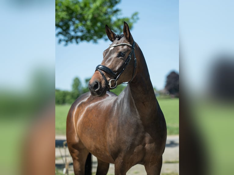 Koń westfalski Wałach 6 lat 165 cm Ciemnogniada in Bramsche