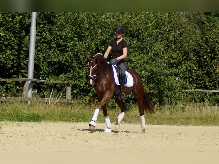 Koń westfalski Wałach 6 lat 165 cm Ciemnokasztanowata in Iserlohn