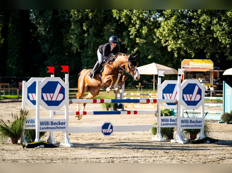 Koń westfalski Wałach 6 lat 165 cm Kasztanowata in Kerpen