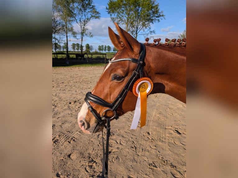 Koń westfalski Wałach 6 lat 165 cm Kasztanowata in Billerbeck