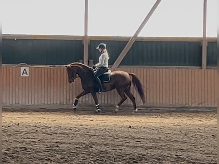 Koń westfalski Wałach 6 lat 166 cm Ciemnokasztanowata in Steinhagen