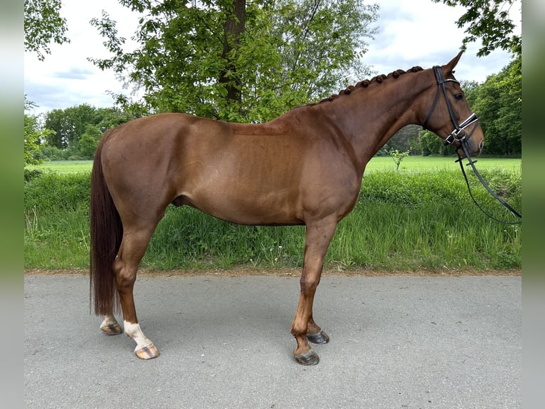 Koń westfalski Wałach 6 lat 166 cm Ciemnokasztanowata in Steinhagen