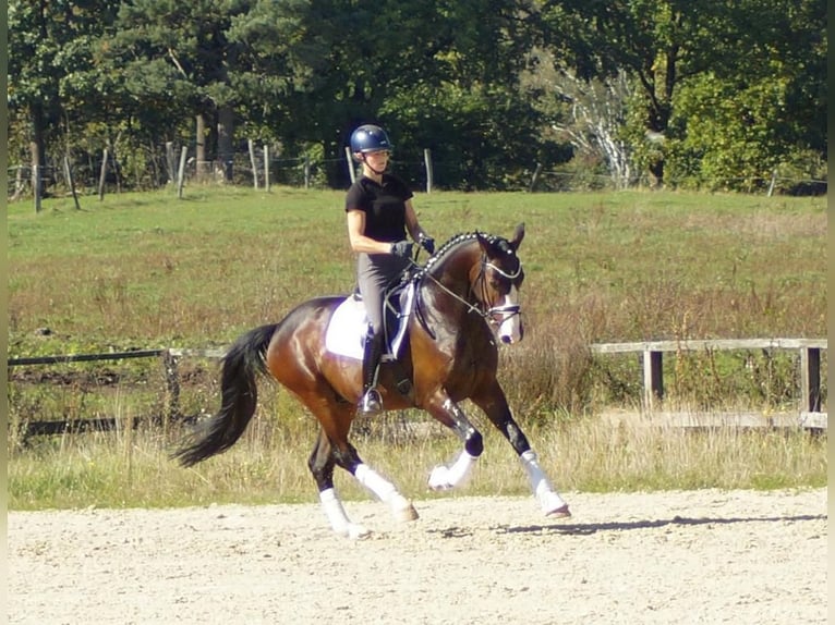 Koń westfalski Wałach 6 lat 167 cm Ciemnogniada in Iserlohn