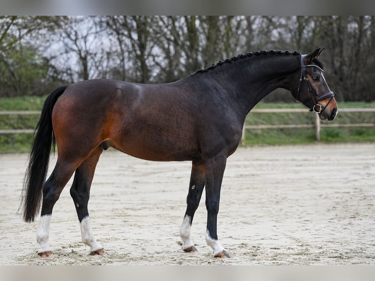 Koń westfalski Wałach 6 lat 167 cm Ciemnogniada in Riedstadt